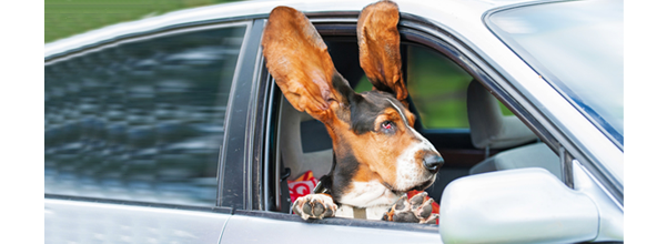 Chien en voiture